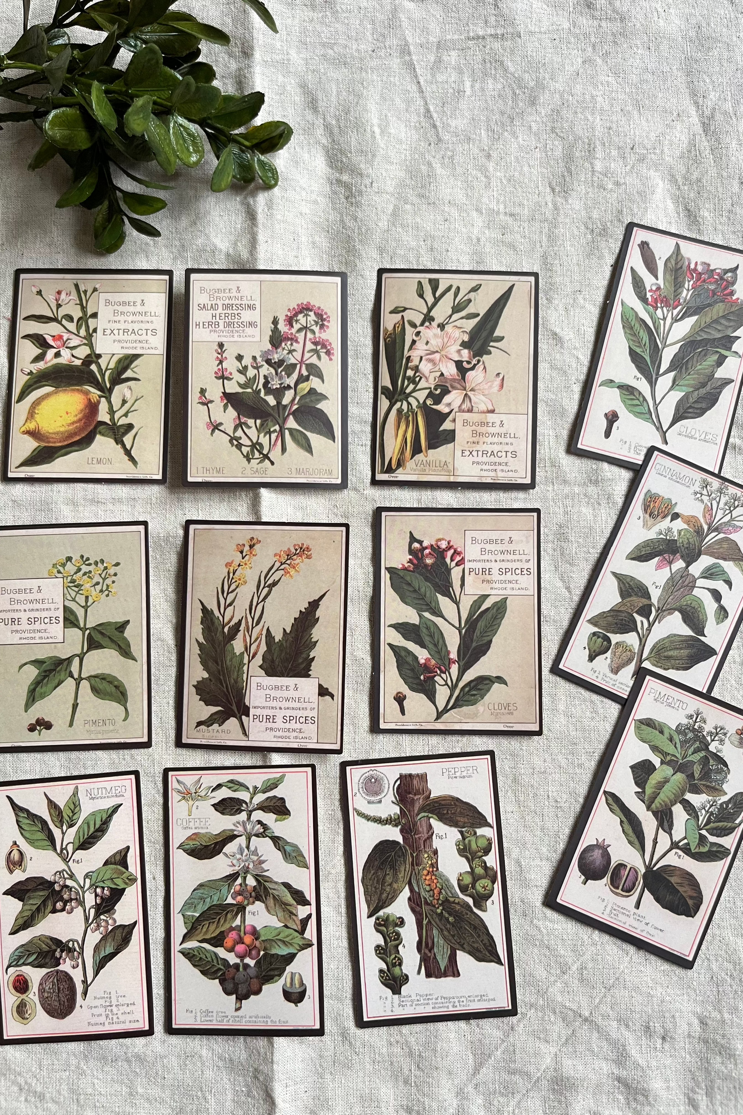 Vintage Plant and Spice Stickers