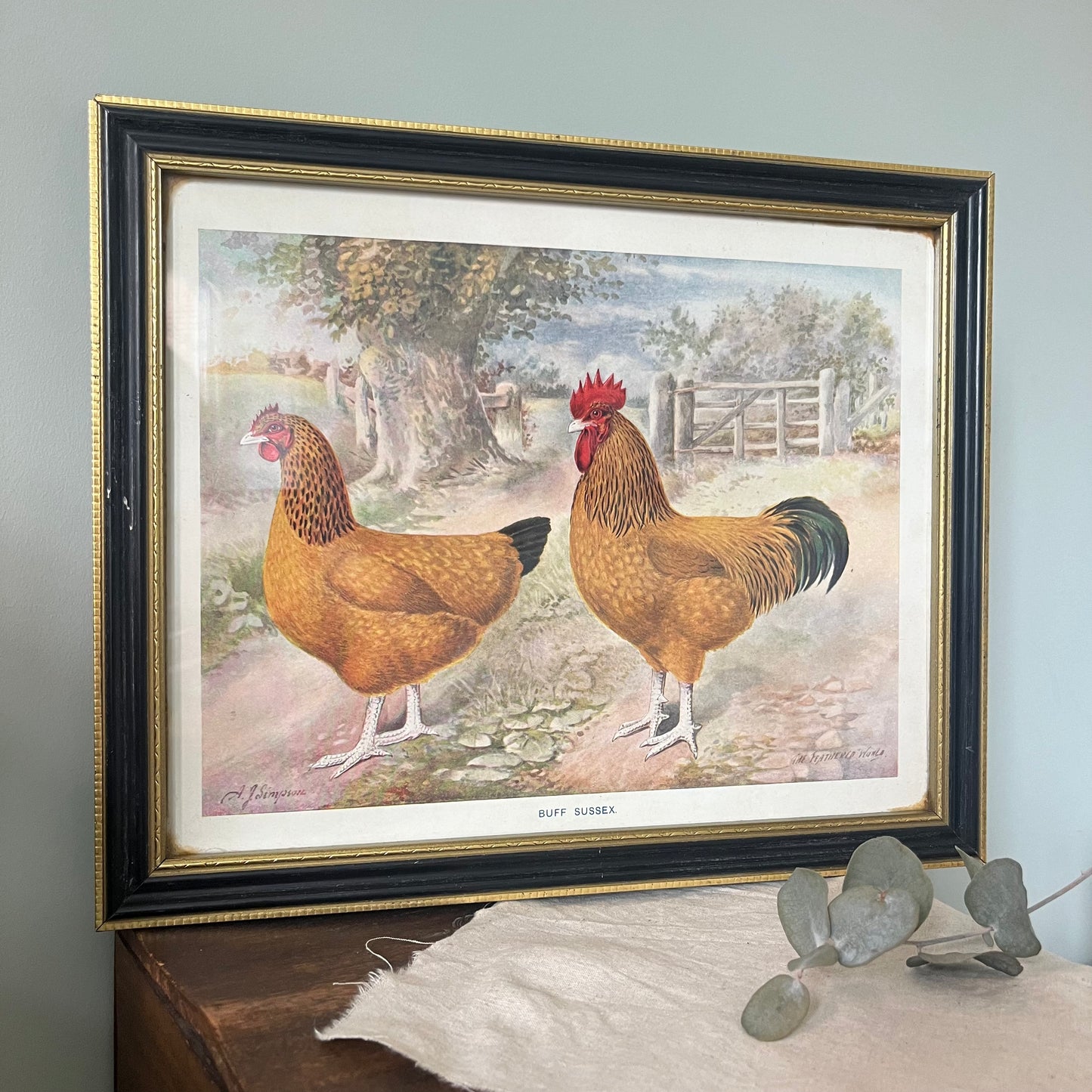Vintage “Buff Sussex” Chicken Print in Gold & Black Frame – A.J. Simpson