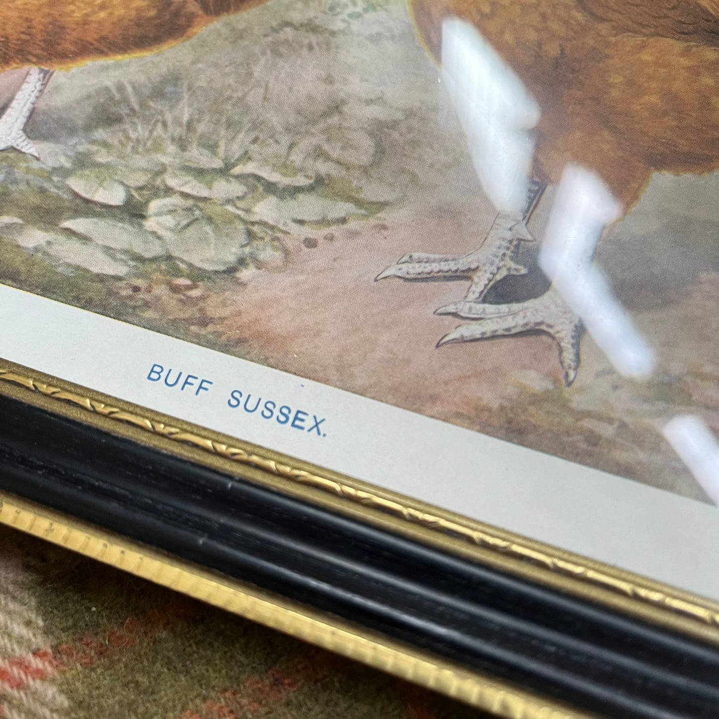 Vintage “Buff Sussex” Chicken Print in Gold & Black Frame – A.J. Simpson