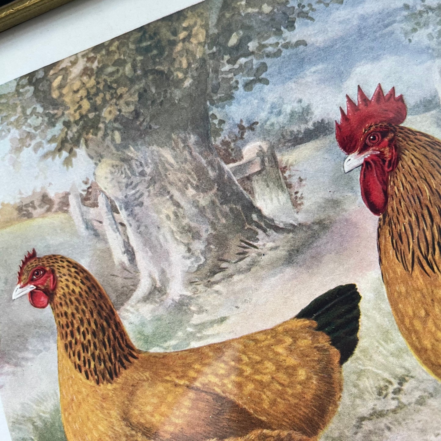 Vintage “Buff Sussex” Chicken Print in Gold & Black Frame – A.J. Simpson