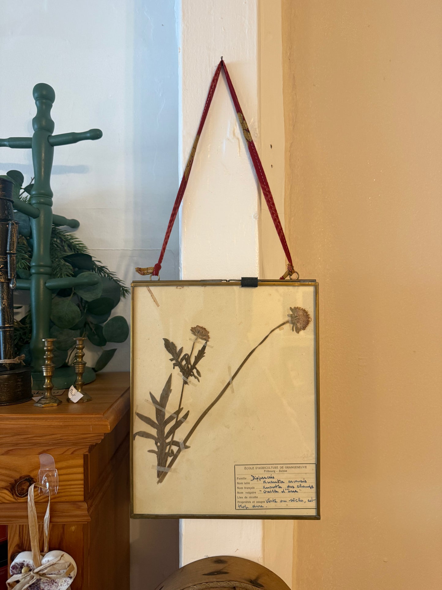 Vintage French Herbarium in Brass Frame