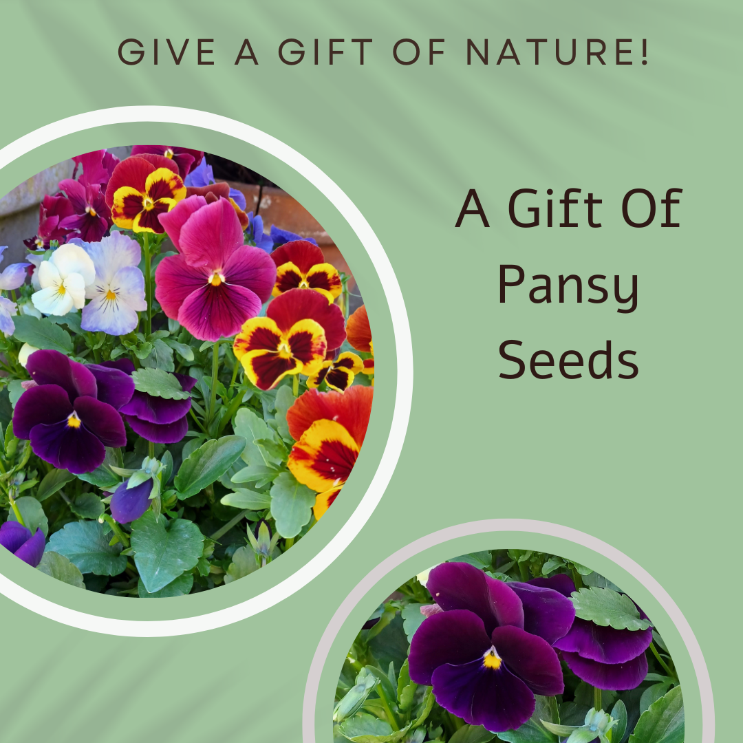 Pansy & Strawberry Cake Birthday Recipe Card - Pansy seeds