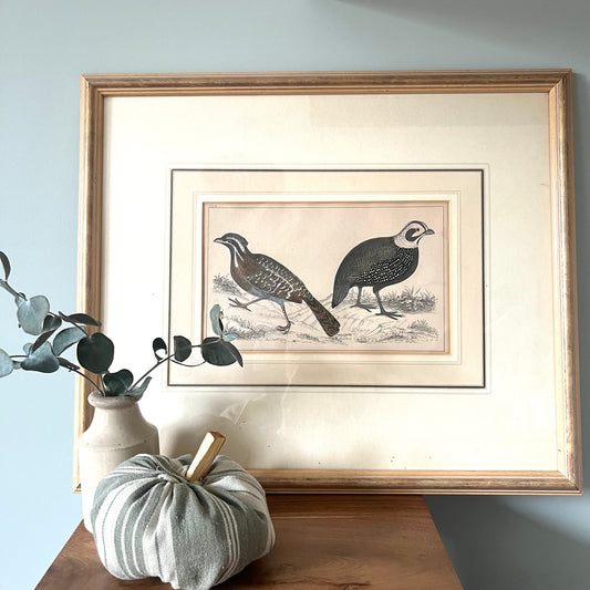 Antique Print of Quail, 1847- Framed