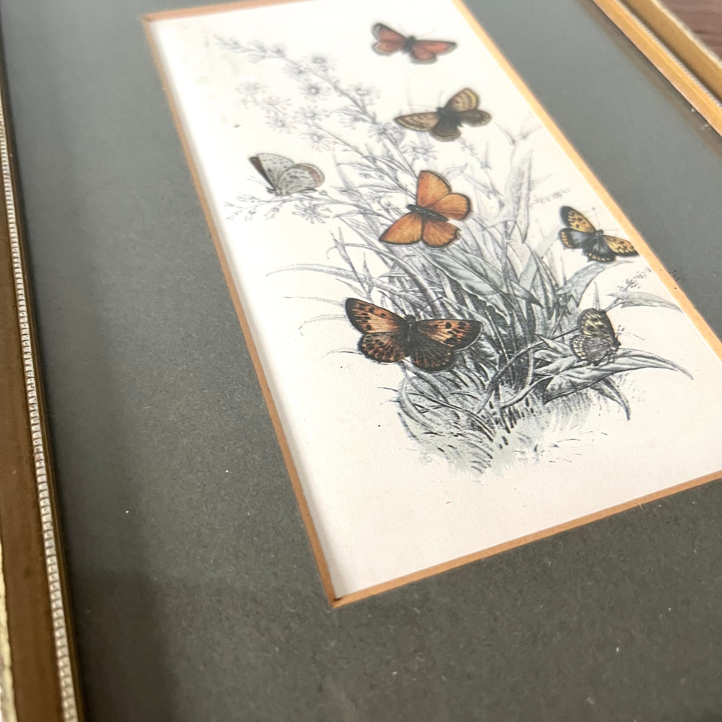 Butterfly Print framed