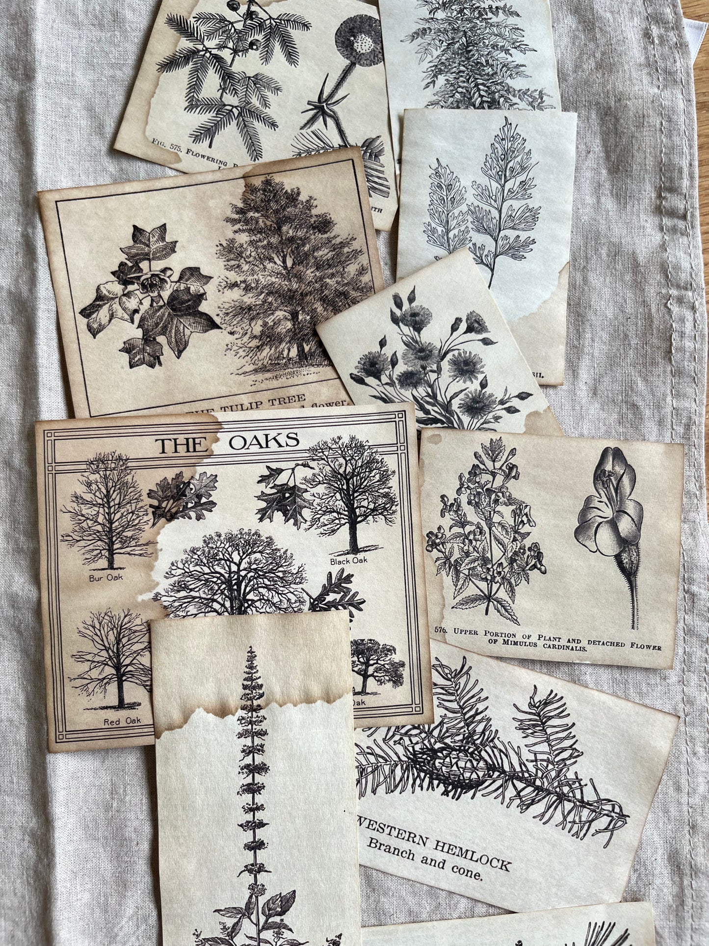 Coffee-Dyed Vintage Flower Illustrations - 2 Designs