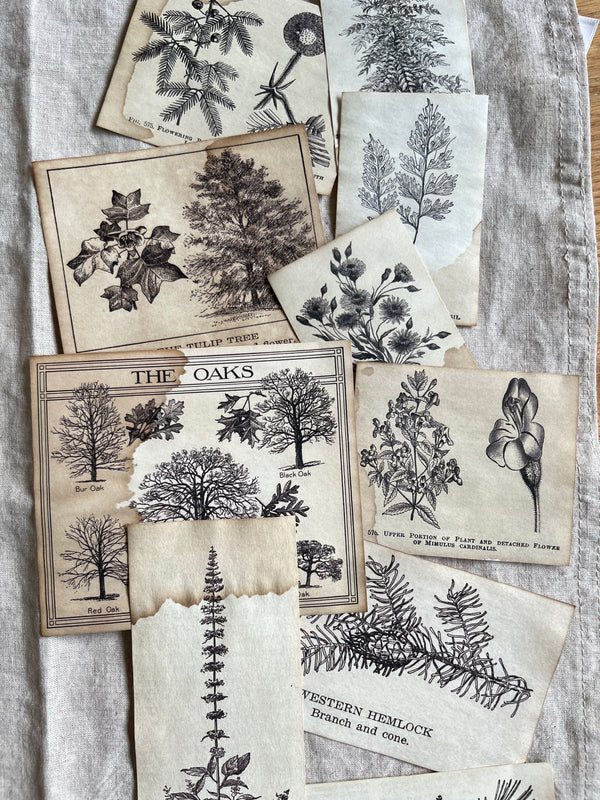 Coffee-Dyed Vintage Flower Illustrations - 2 Designs