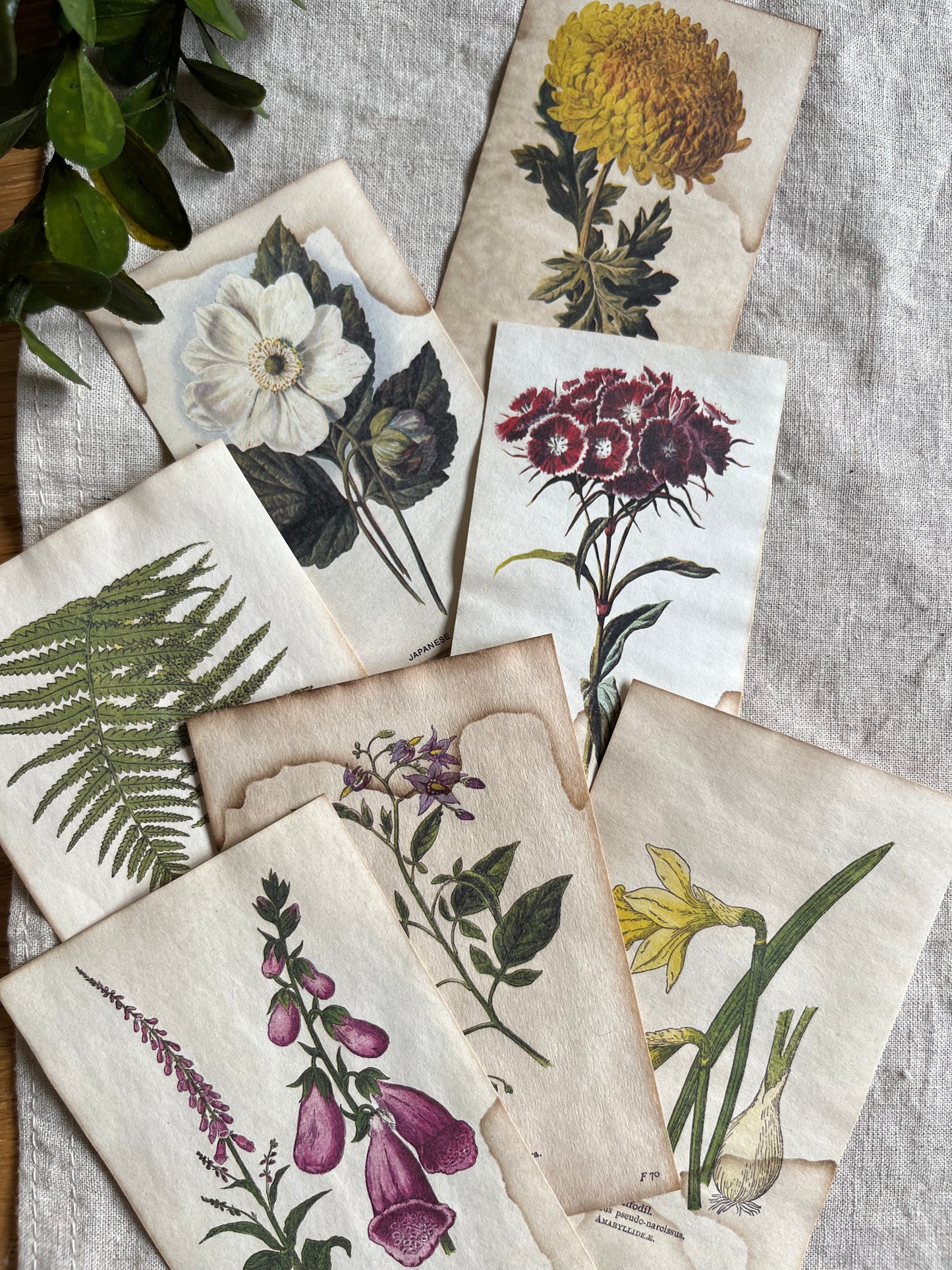 Coffee-Dyed Vintage Flower Illustrations - 2 Designs