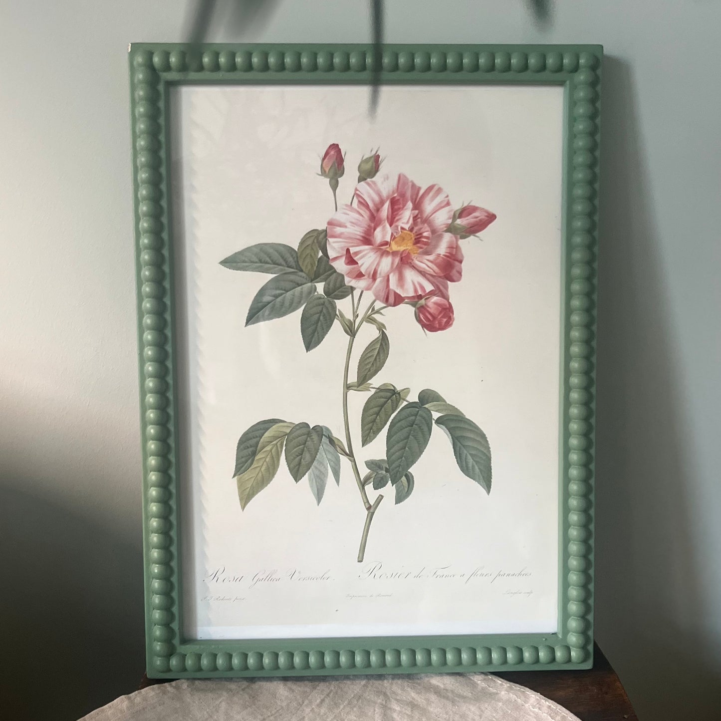 Vintage Print Pierre Joseph Redoute in a Bobbin Frame