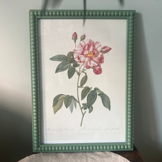 Vintage Print Pierre Joseph Redoute in a Bobbin Frame