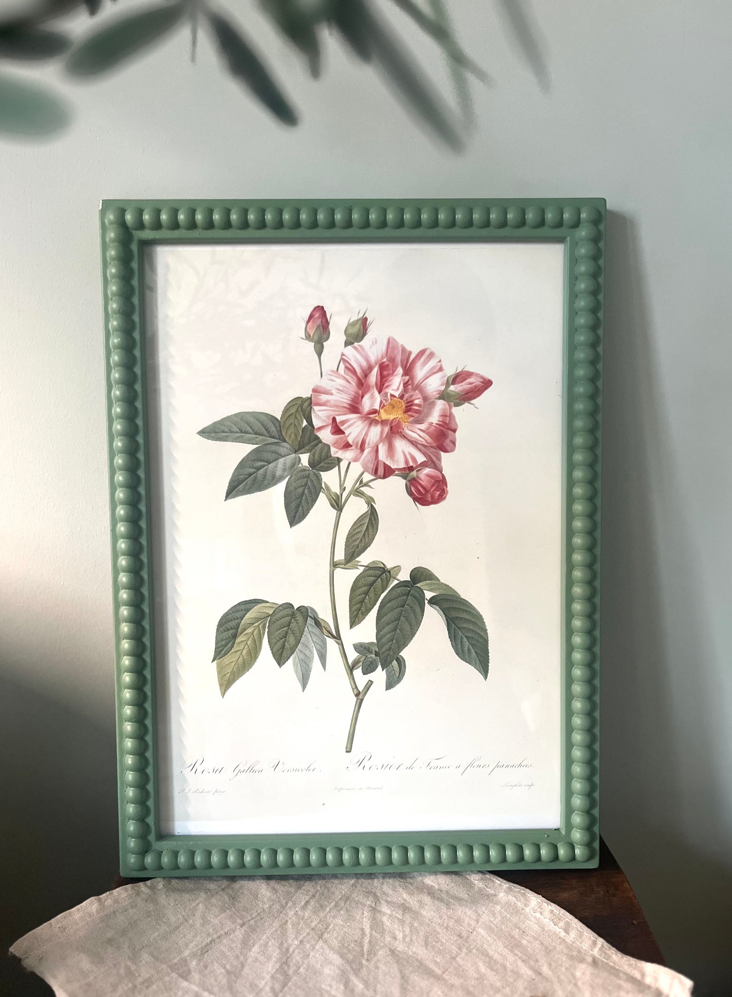 Vintage Print Pierre Joseph Redoute in a Bobbin Frame