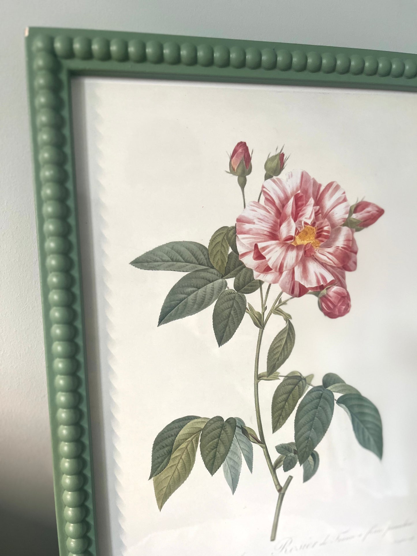 Vintage Print Pierre Joseph Redoute in a Bobbin Frame