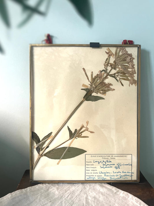 Framed Swiss Herbarium - 1