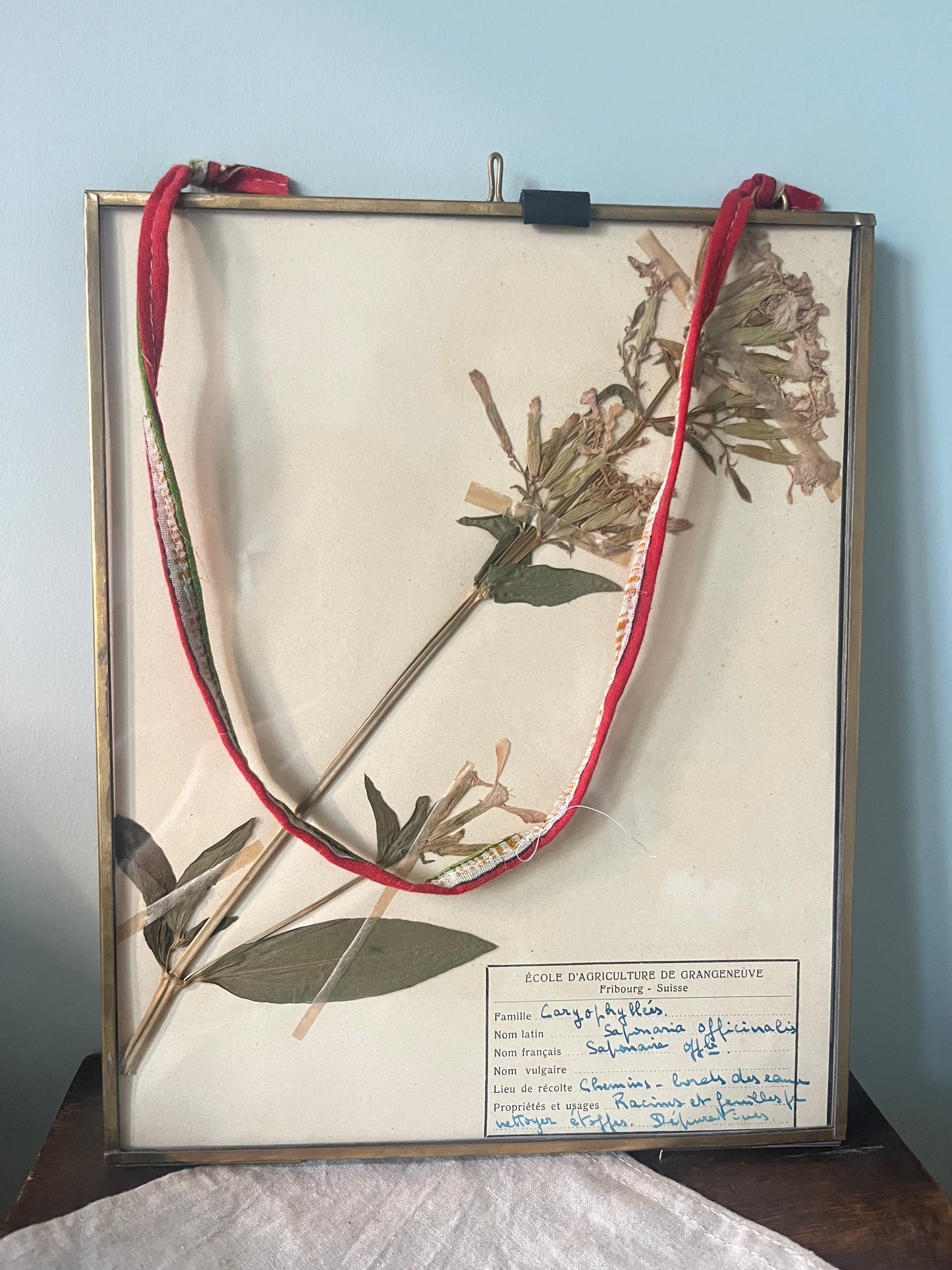 Framed Swiss Herbarium - 1