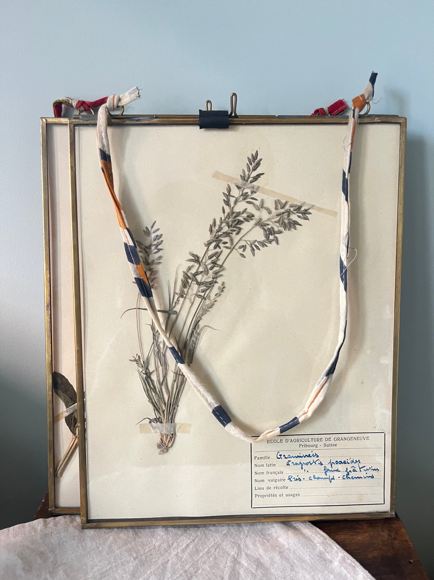Framed Swiss Herbarium - 2