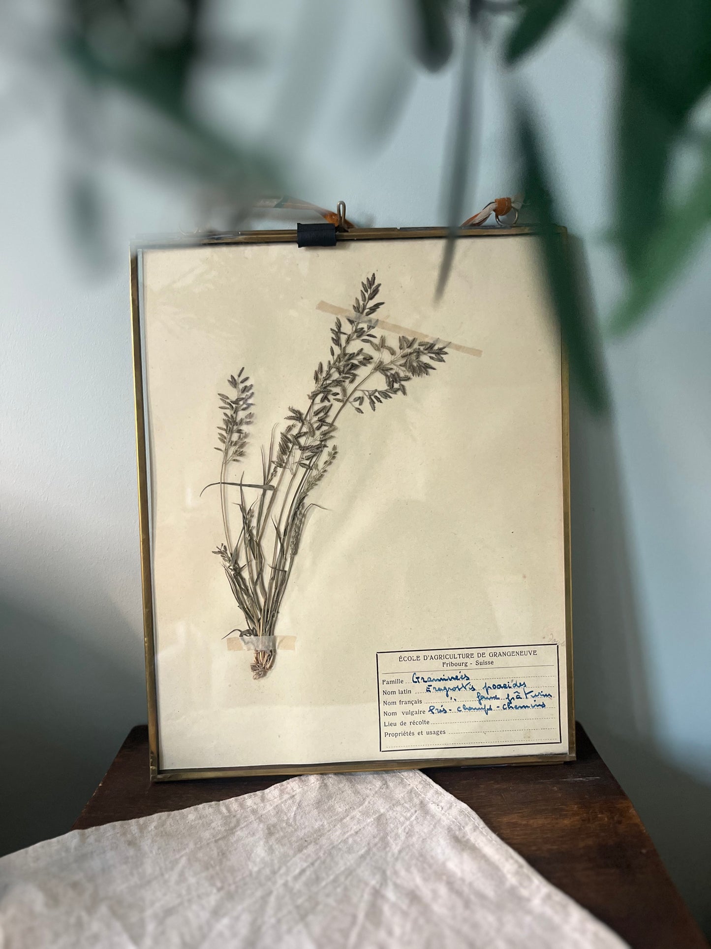 Framed Swiss Herbarium - 2
