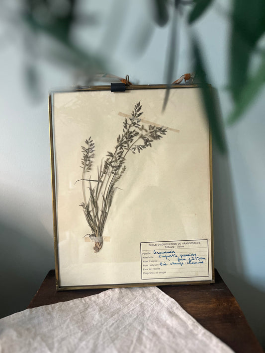 Framed Swiss Herbarium - 2