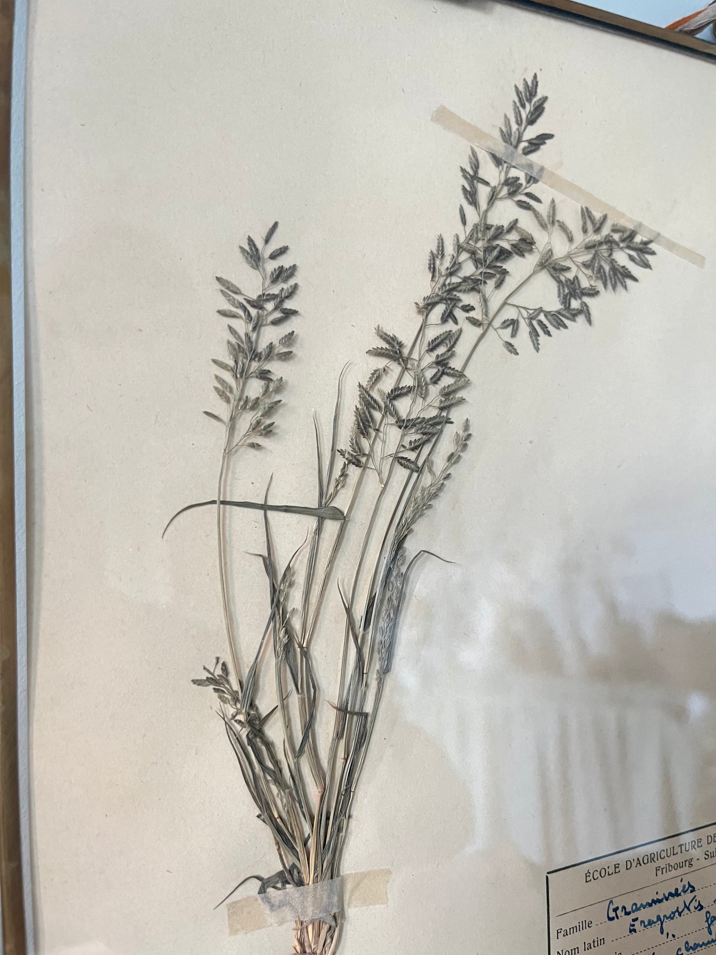 Framed Swiss Herbarium - 2