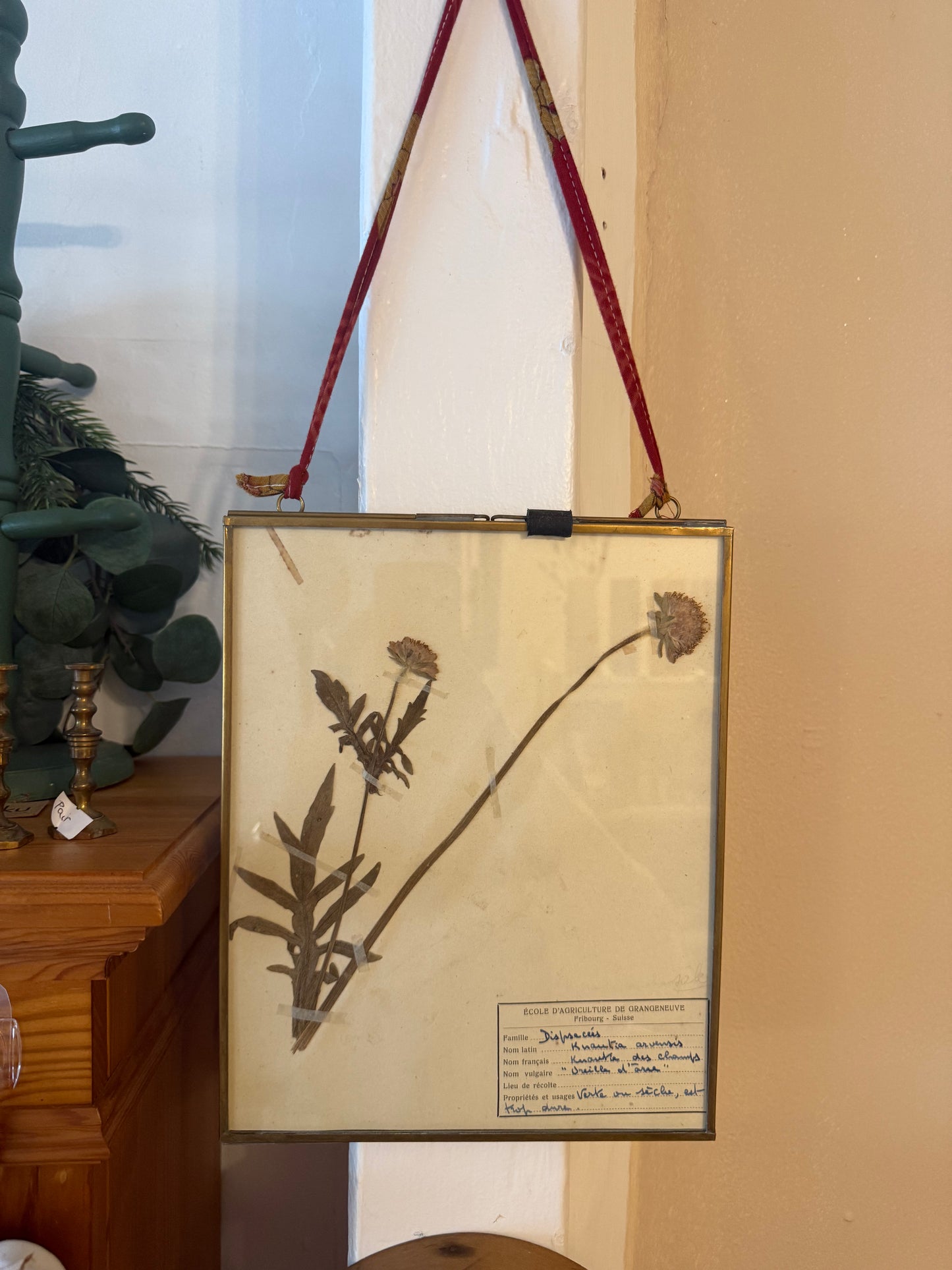 Vintage French Herbarium in Brass Frame