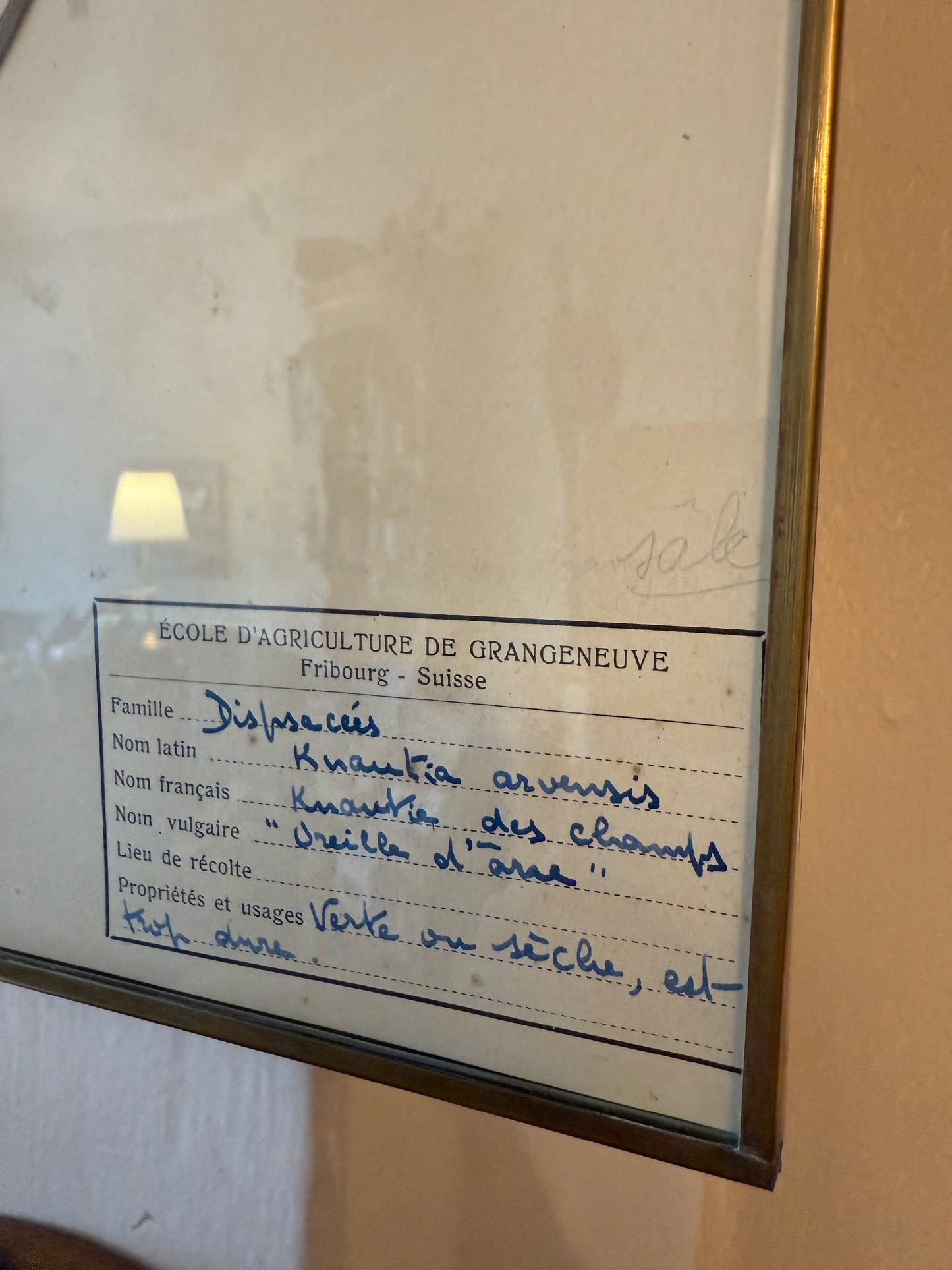 Vintage French Herbarium in Brass Frame